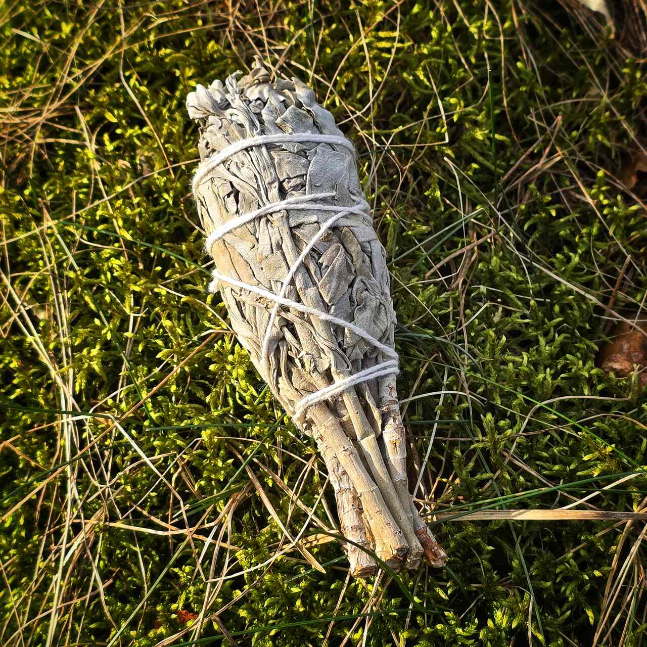 Szałwia Biała 24g - 28g - obrazek 2