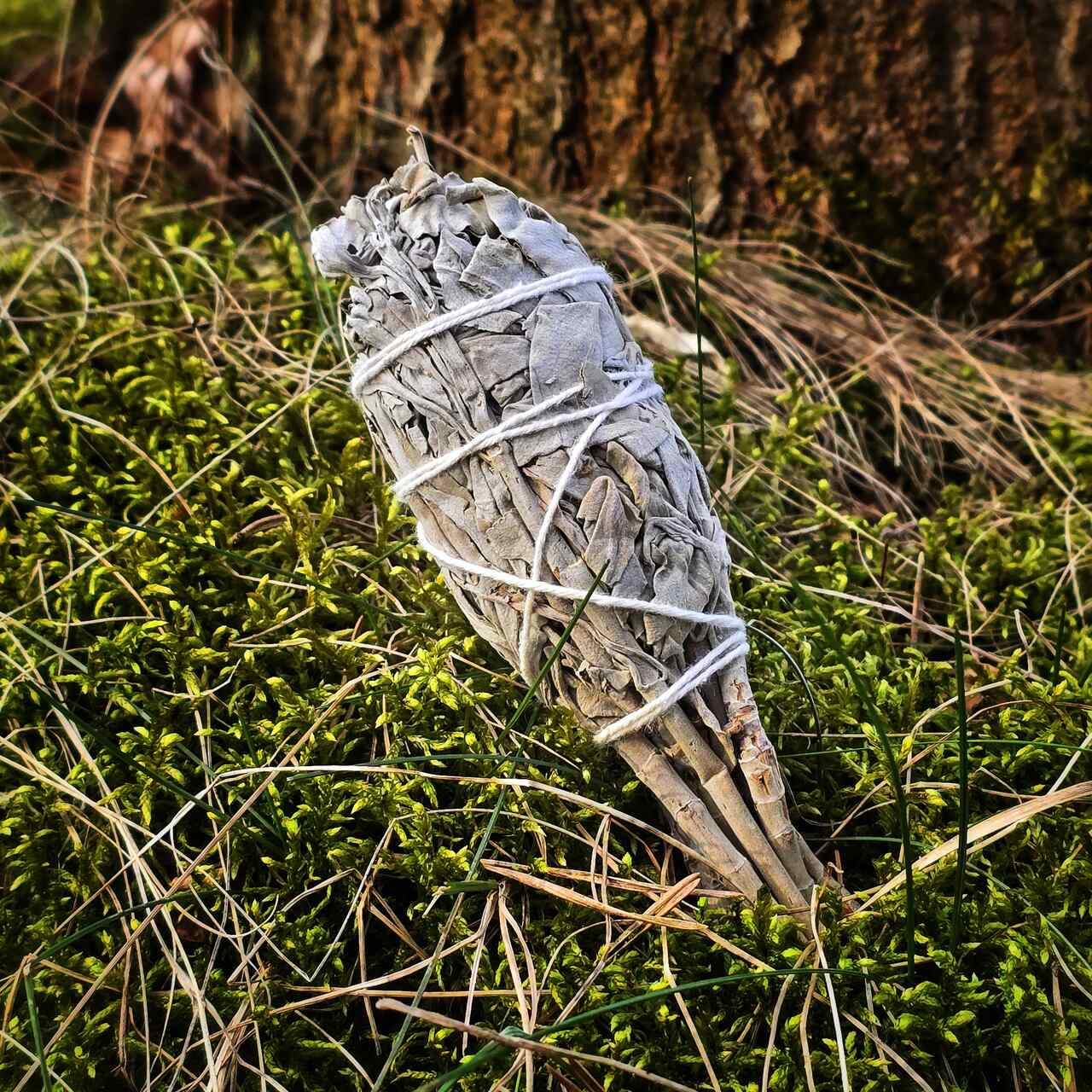 Szałwia Biała 24g - 28g - obrazek 4