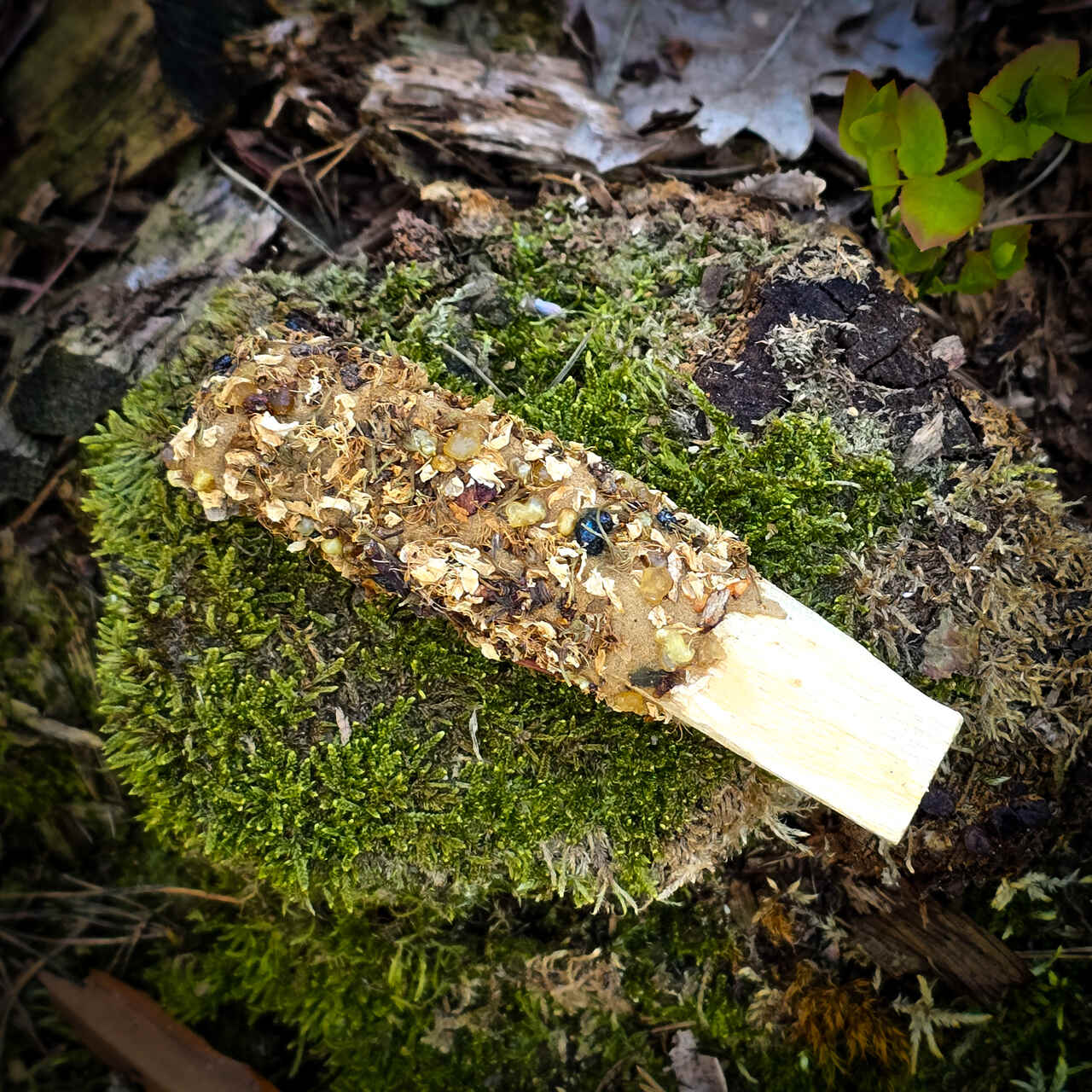 Palo Santo z żywicami i tarniną - obrazek 2
