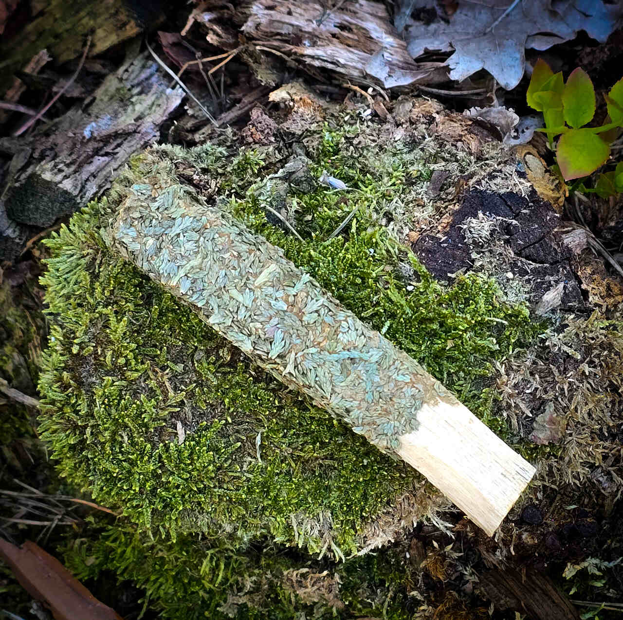 Palo Santo z cedrem - obrazek 2